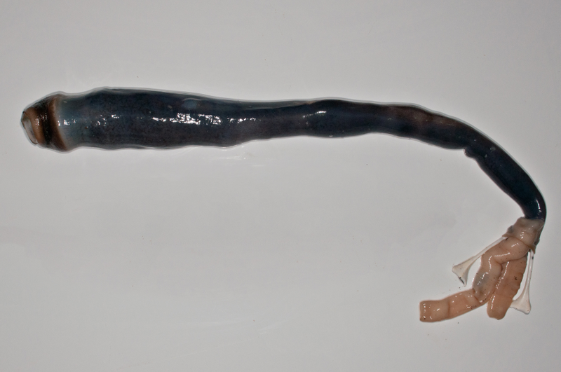 The giant shipworm without its shell. Image: Marvin Altamia)